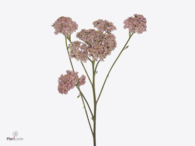 Achillea millefolium Brave Coral