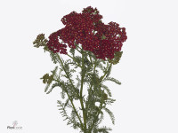Achillea millefolium 'Discodip Red'