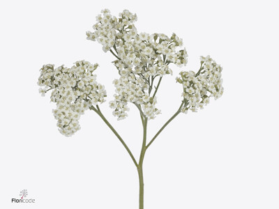 Achillea millefolium Brave Marble