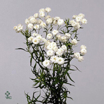 Achillea ptarmica 'The Pearl'