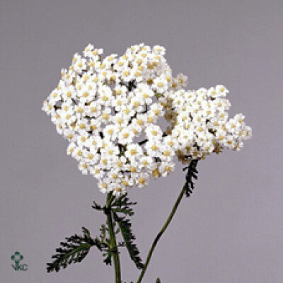 Achillea millefolium 'White Beauty'