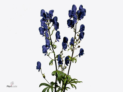 Aconitum henryi 'Spark's Variety'