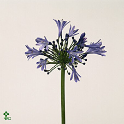 Agapanthus (Funnel Grp) 'Mediterranee'