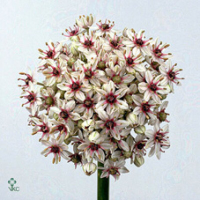 Allium 'Silverspring'