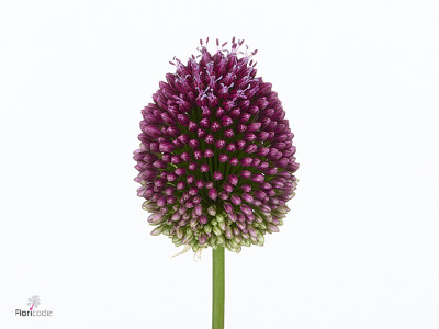 Allium 'Nighthawk'