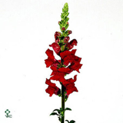 Antirrhinum majus 'Potomac Royal'