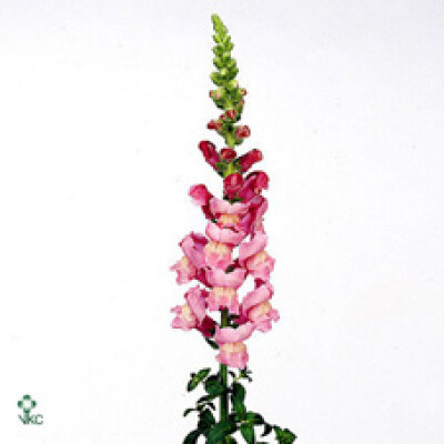 Antirrhinum majus 'Maryland Lavender'