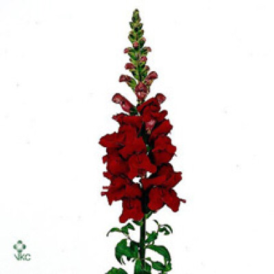 Antirrhinum majus 'Maryland Red'
