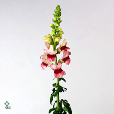 Antirrhinum majus 'Potomac Plumblossom'