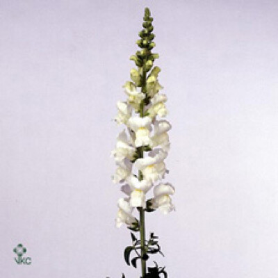Antirrhinum majus 'Maryland Ivory White'