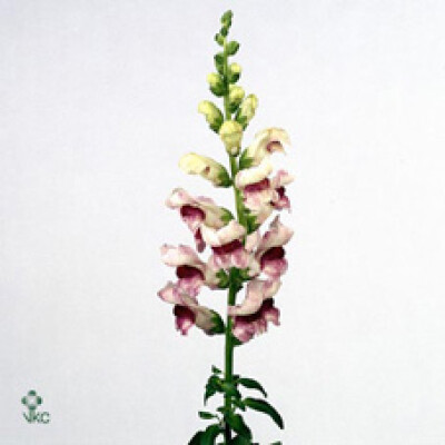 Antirrhinum majus 'Maryland Plumblossom'