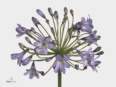 Agapanthus (Salver Grp) 'Blue Triumphator'