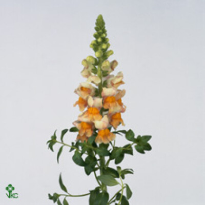 Antirrhinum majus 'Costa Apricot'