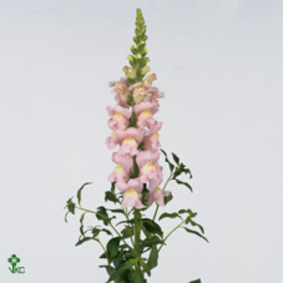 Antirrhinum majus 'Costa Light Rose'
