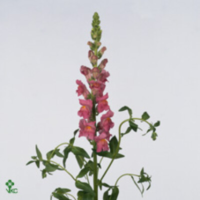 Antirrhinum majus 'Costa Rose'