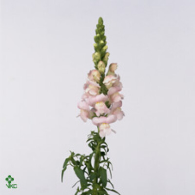 Antirrhinum majus 'Costa Silver'