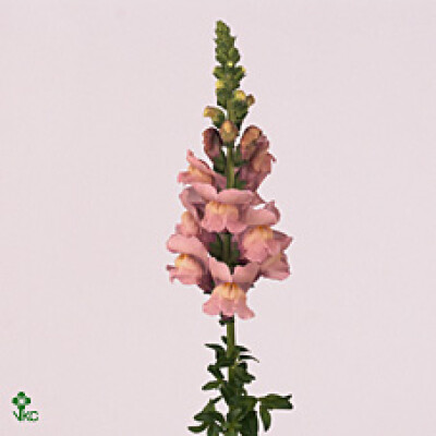 Antirrhinum majus 'Opus Lavender'