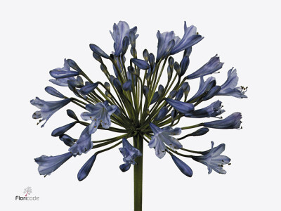 Agapanthus (Trumpet Grp) 'Donau'