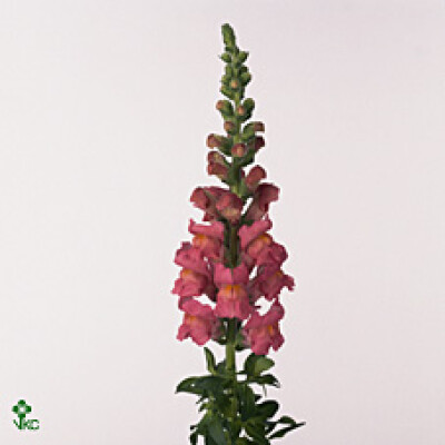 Antirrhinum majus 'Opus Pink'