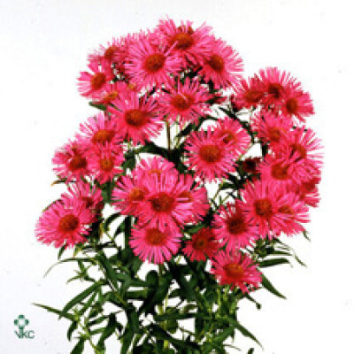 Aster novae-angliae 'Andenken an Alma PÃ¶tschke'