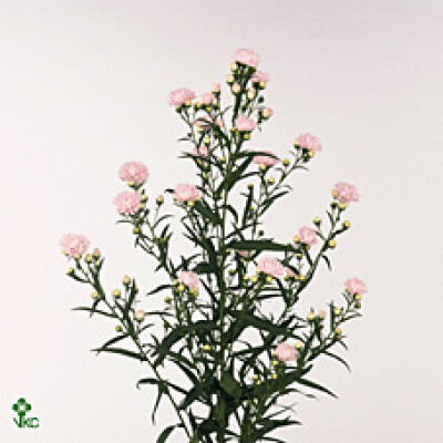 Aster amellus Astee Pink Pearl