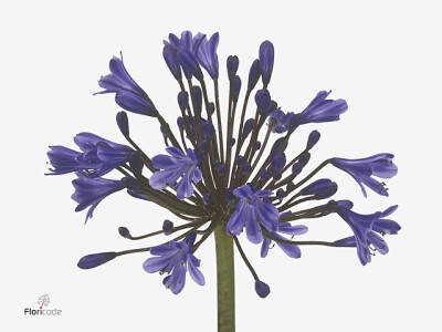 Agapanthus (Trumpet Grp) 'Sunfield'