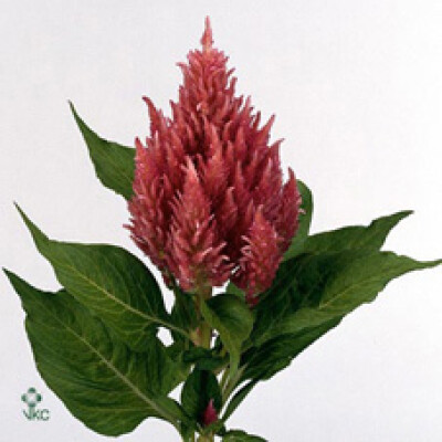 Celosia argentea (Plumosa Grp) 'Royal Pink'