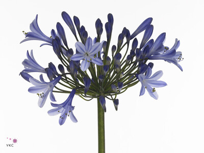 Agapanthus (Trumpet Grp) 'Dr Brouwer'