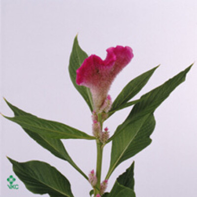 Celosia argentea (Cristata Grp) 'Martine Pink'