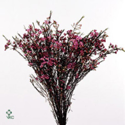 Chamelaucium uncinatum 'Purple Pride'
