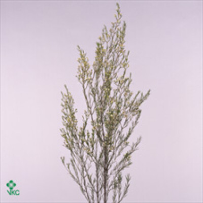 Chamelaucium uncinatum 'Moon Dance'