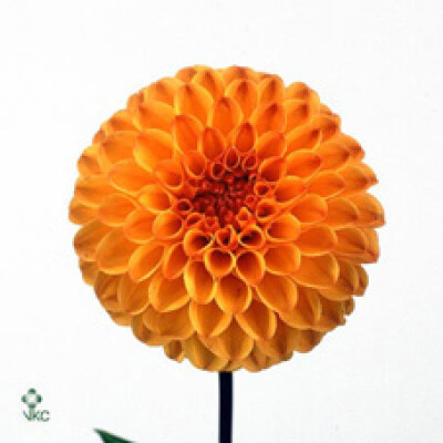Dahlia (Pompon Grp) 'Souvenir d'Ete'