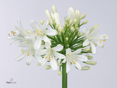 Agapanthus (Funnel Grp) 'White Classic'