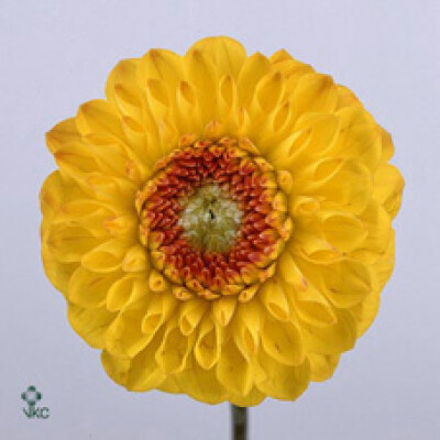 Dahlia (Ball Grp) 'Sunny Boy'