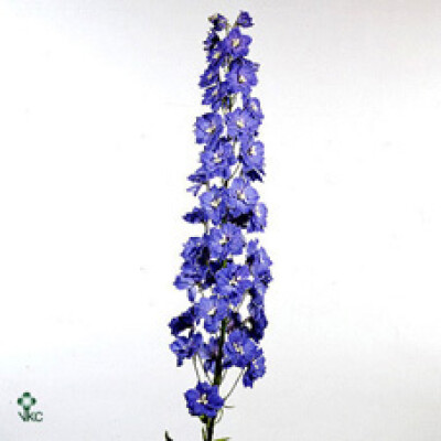 Delphinium dubbelbloemig (Elatum Grp) 'Sky-Liner'