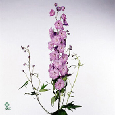 Delphinium dubbelbloemig (Elatum Grp) 'Ned Rose'
