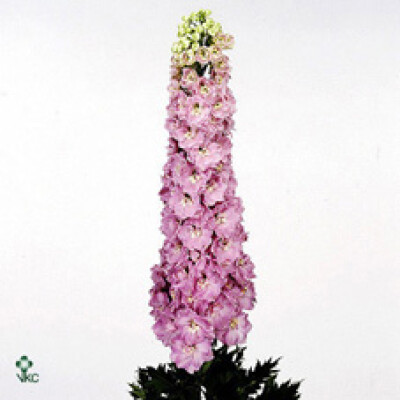 Delphinium dubbelbloemig (Elatum Grp) 'Pink Arrow'