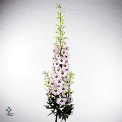 Delphinium dubbelbloemig (Elatum Grp) 'Sky Sensation'