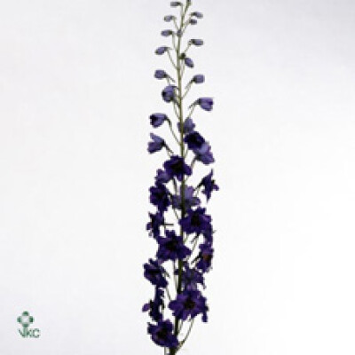 Delphinium dubbelbloemig (Elatum Grp) 'Magic Fountains Blue'