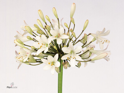 Agapanthus (Trumpet Grp) 'White Beauty'