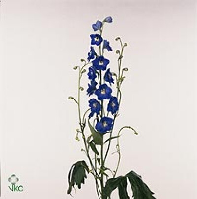 Delphinium dubbelbloemig (Elatum Grp) 'Kings Blue Arrow'