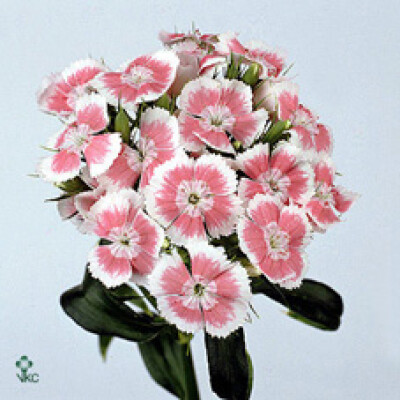 Dianthus barbatus Barbarella Zalm Wit