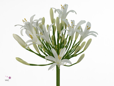 Agapanthus (Funnel Grp) Eyfori White