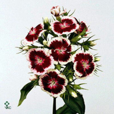 Dianthus barbatus Barbarella Rood-Wit