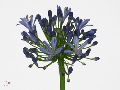 Agapanthus (Funnel Grp) Eyfori Blue