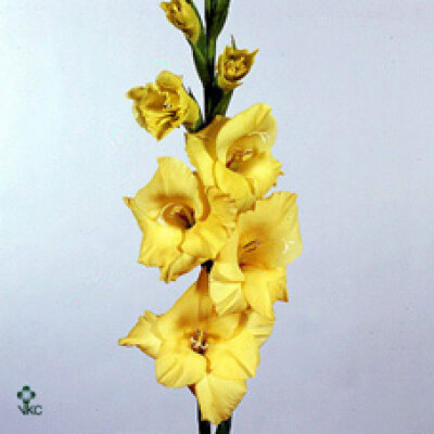 Gladiolus (Large-flowered Grp) 'Nova Lux'
