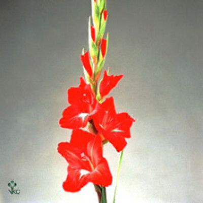Gladiolus (Large-flowered Grp) 'Traderhorn'