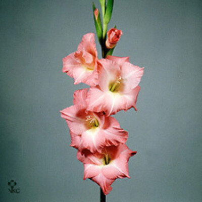 Gladiolus (Large-flowered Grp) 'Rose Supreme'