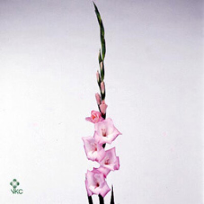 Gladiolus (Large-flowered Grp) 'Cimarosa'