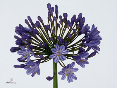 Agapanthus (Salver Grp) 'Queen of the Ocean'